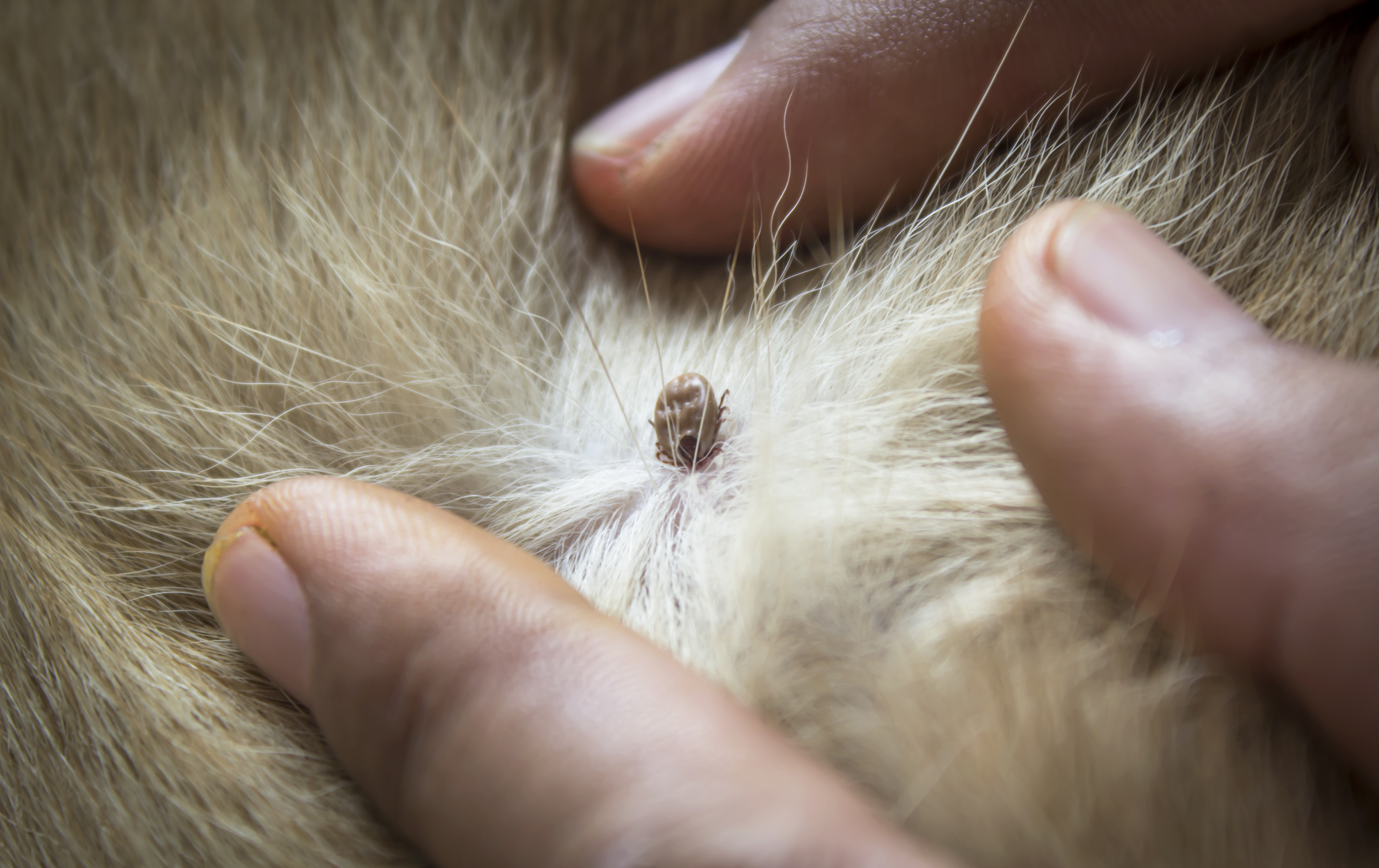 Tick Lyme Disease Information Dog Cat Pet Adoption Animal Shelter In Buffalo,8th Anniversary Sayings