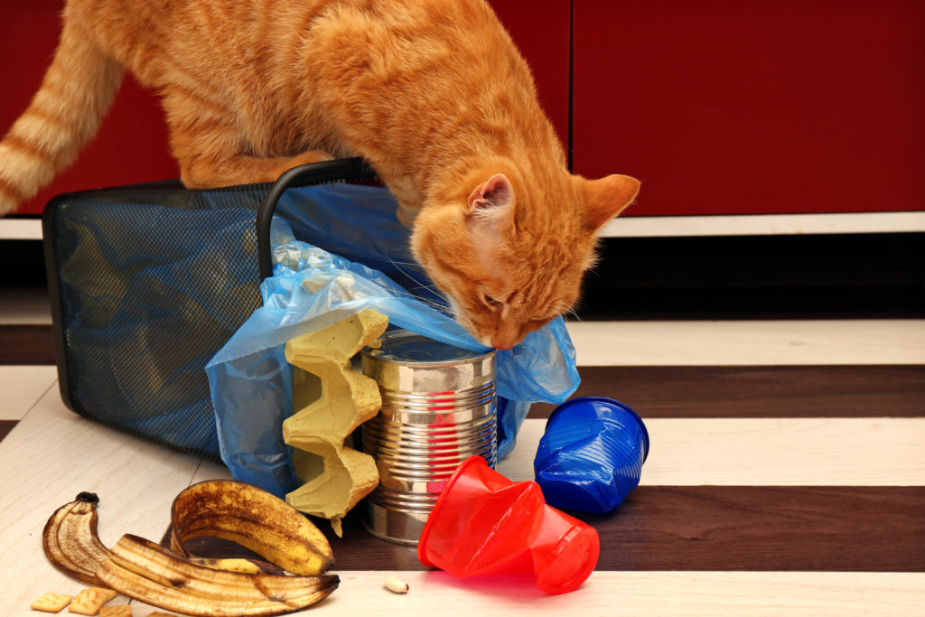 Red cat at full inverted garbage basket on kitchen floor Dog, Cat