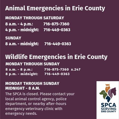 Animal Emergency Numbers WEBSITE Summer 2019 - Dog, Cat, Pet Adoption,  Animal Shelter in Buffalo