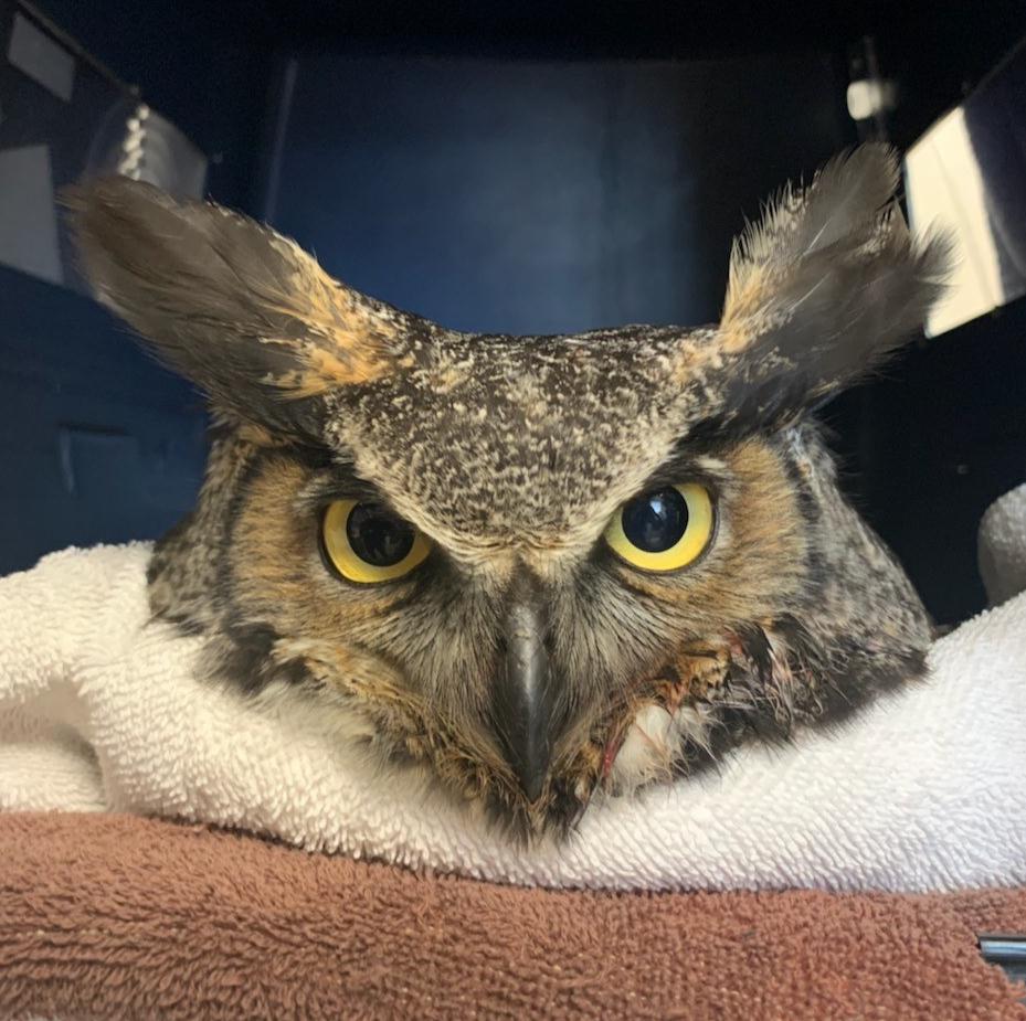 Great Horned Owl Being Treated at SPCA 3-25-2020 - Dog ...