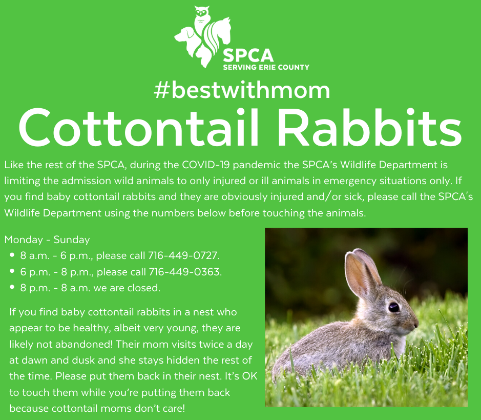 Cottontail Rabbit Average Size Chart