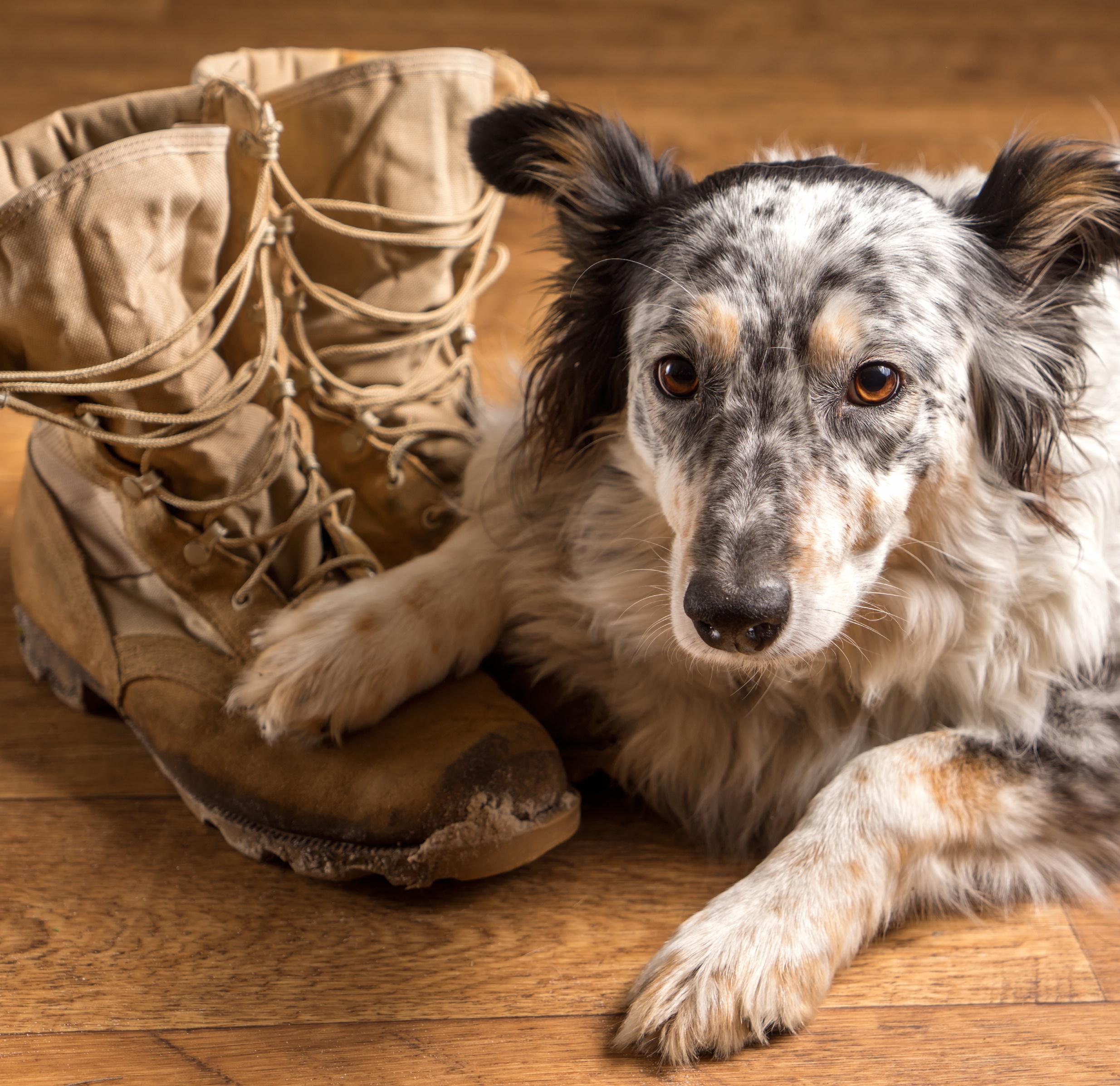 Vets and Pets, November 2020 Presented by Geico Dog, Cat, Pet