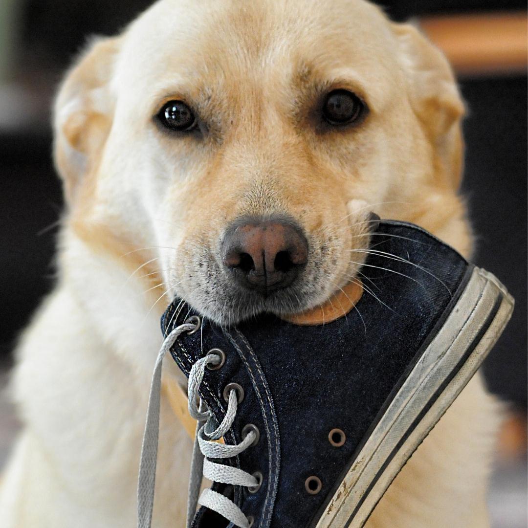 an SPCA Animal Behavior Volunteer Dog, Cat, Pet Adoption