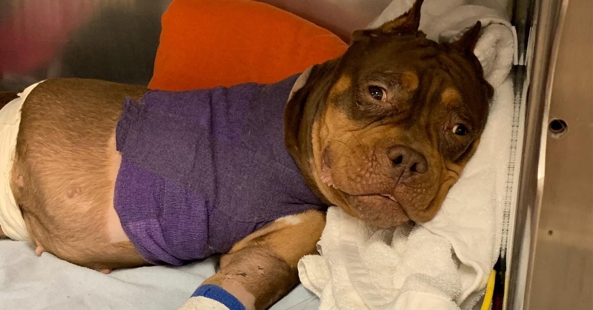Abandoned Dog in Critical Condition, SPCA Seeking Information 7-23-22 ...