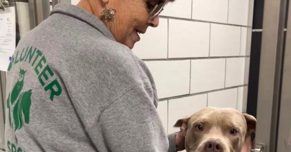Volunteer At The SPCA 2023 Dog Cat Pet Adoption Animal Shelter In volunteer-at-the-spca-2023-dog-cat-pet-adoption-animal-shelter-in