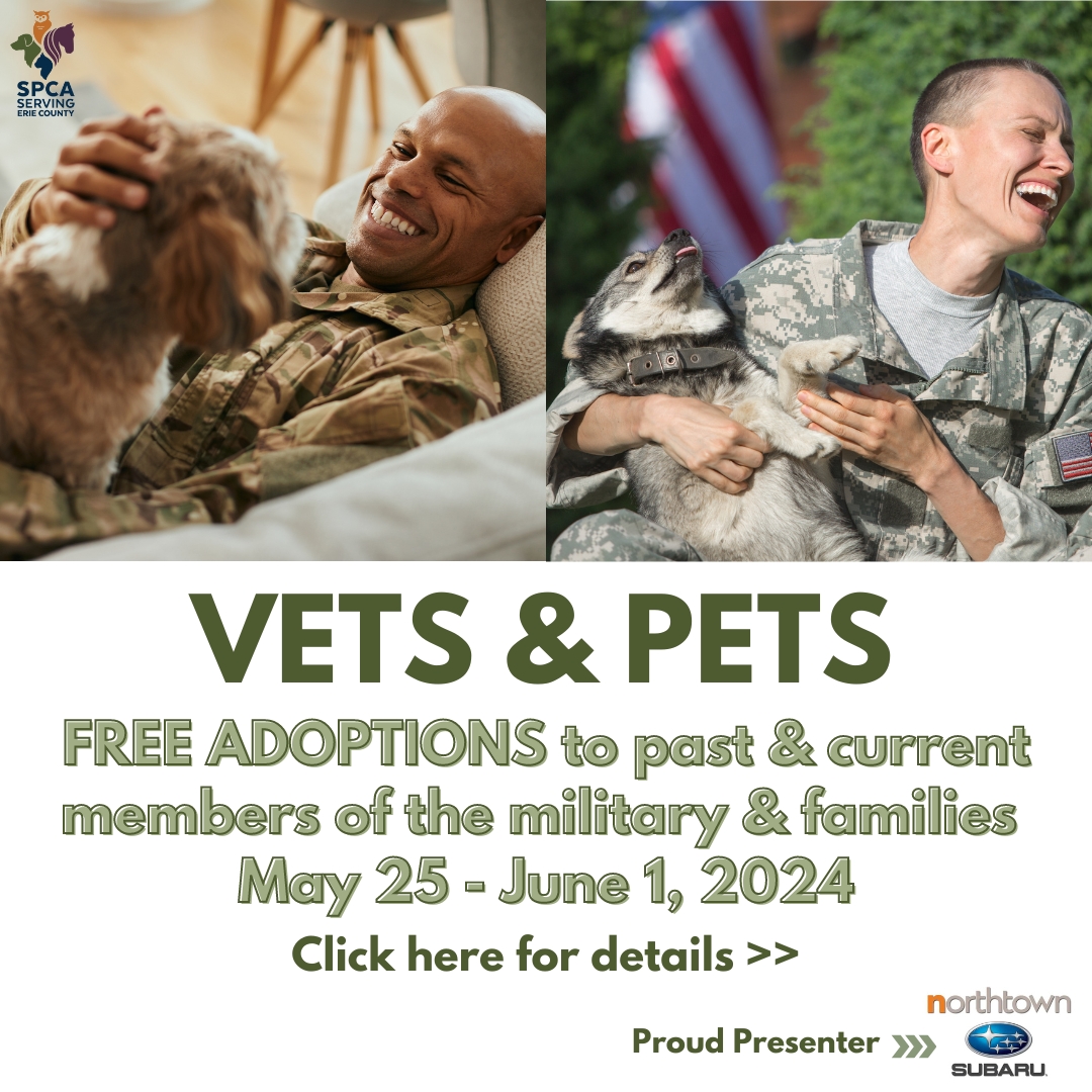 VETS & PETS: Free Adoptions To Members Of The Military - Dog, Cat, Pet ...